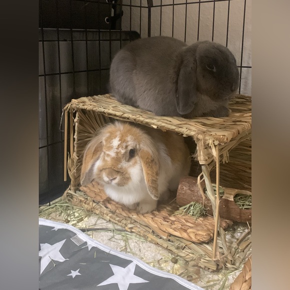 Meet your Posher, Caris - Picture 6 of 6